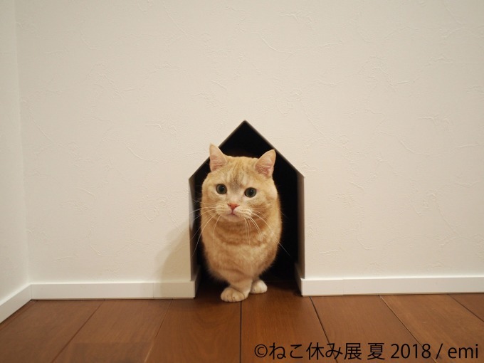 写真物販展「ねこ休み展」夏の本祭が東京・浅草橋で - 過去最大規模、新作展示のほか限定グッズも｜写真1