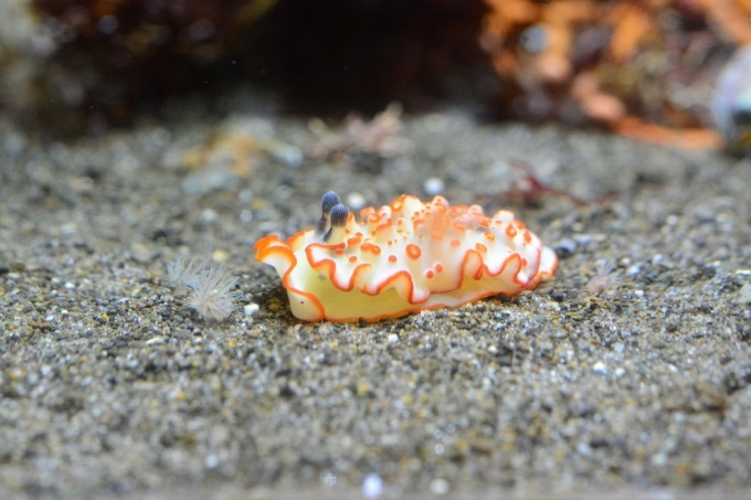 「ウミウシって巻貝の仲間なんだって！？展」しながわ水族館で、色鮮やかなウミウシ＆クリオネなど展示｜写真3