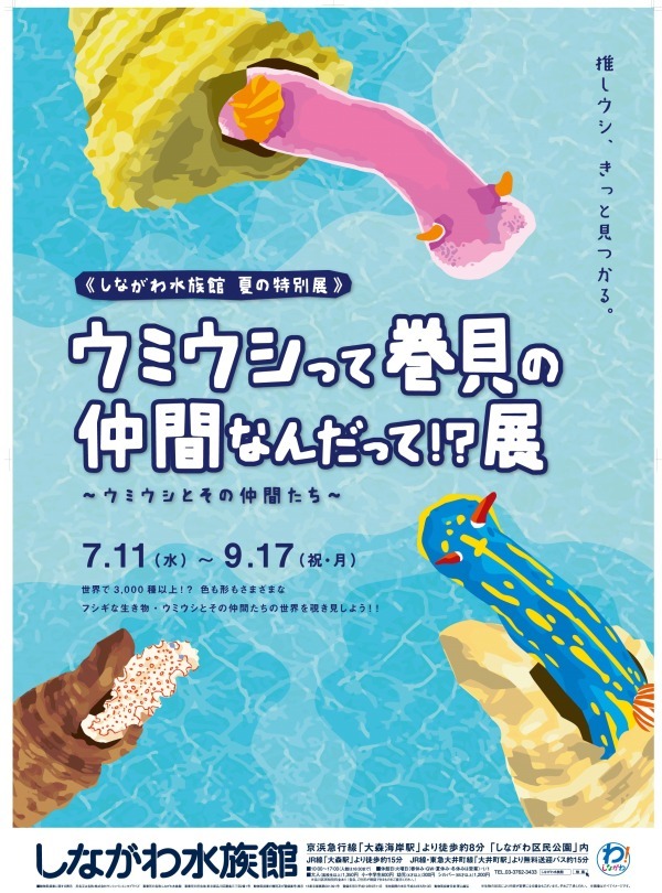 「ウミウシって巻貝の仲間なんだって！？展」しながわ水族館で、色鮮やかなウミウシ＆クリオネなど展示｜写真9