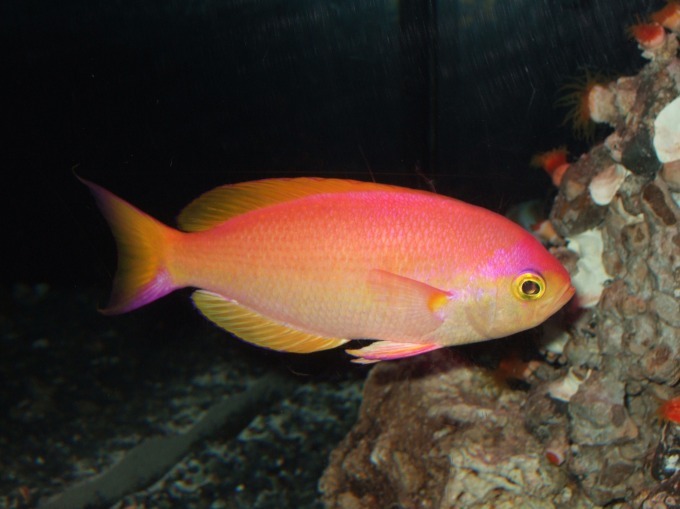 八景島シーパラダイスがリニューアル、国内最大水族館に海と水辺・森の生き物たちに出会える新エリアなど｜写真4