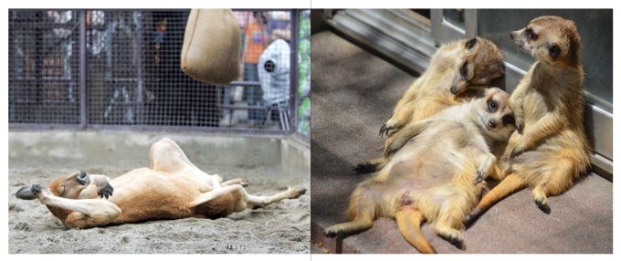 脱力系どうぶつ写真集『きょうもバテてます』シャンシャンはじめ暑さにバテバテの動物たち｜写真2