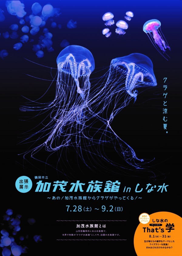 しながわ水族館に「個性派クラゲ」集結、クラゲ展示で有名な加茂水族館が東京へ｜写真3