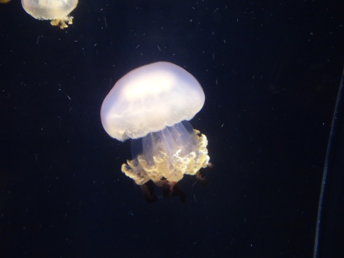 しながわ水族館に「個性派クラゲ」集結、クラゲ展示で有名な加茂水族館が東京へ｜写真4