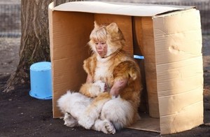 愛猫家に捧げる ネコ映画 特集 世界から猫が消えたなら ボブという名の猫 ねことじいちゃん など ファッションプレス