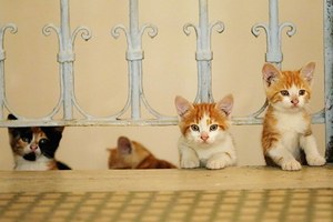 愛猫家に捧げる ネコ映画 特集 世界から猫が消えたなら ボブという名の猫 ねことじいちゃん など ファッションプレス