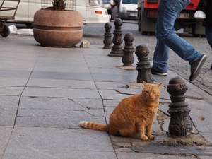 愛猫家に捧げる ネコ映画 特集 世界から猫が消えたなら ボブという名の猫 ねことじいちゃん など ファッションプレス