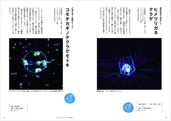 書籍 ときめくクラゲ図鑑 幻想的な写真とともに 謎多き クラゲに迫る ファッションプレス