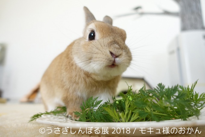 「うさぎしんぼる展 2018」東京＆名古屋で、うさぎの写真＆グッズ計1,000点以上を展示販売｜写真22