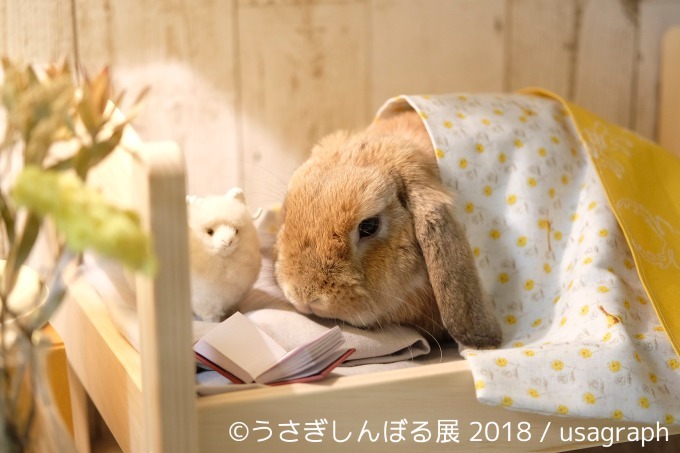 うさぎしんぼる展 18 東京 名古屋で うさぎの写真 グッズ計1 000点以上を展示販売 ファッションプレス