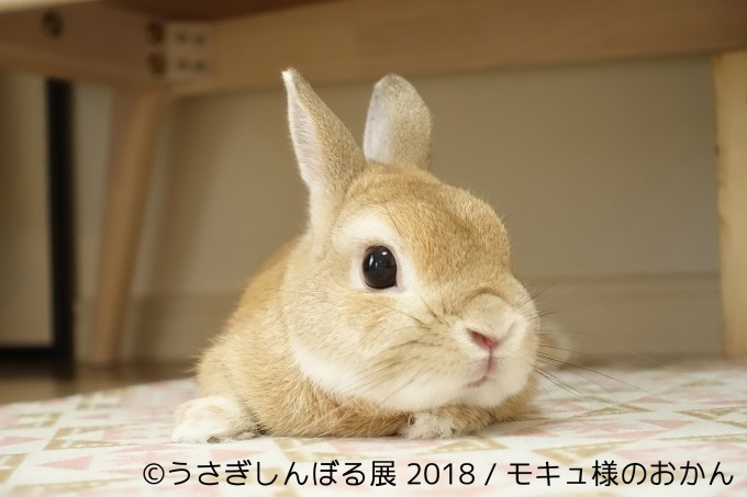 「うさぎしんぼる展 2018」東京＆名古屋で、うさぎの写真＆グッズ計1,000点以上を展示販売｜写真21