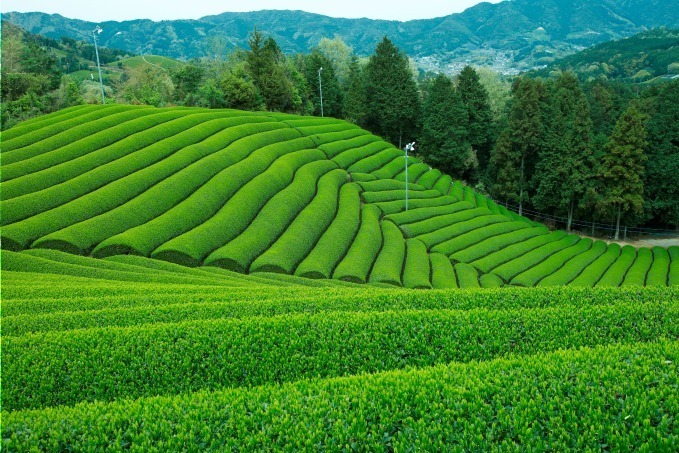 福寿園による京都の宇治茶カフェ「抹茶の茶畑モンブラン」香り高い宇治抹茶入りマロンペースト｜写真2