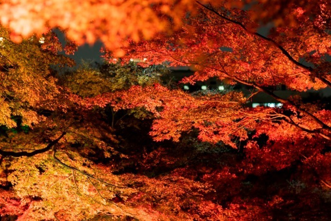 東京・白金台の八芳園、赤に染める秋の紅葉ライトアップ - 庭園内に限定バー＆茶屋もオープン｜写真2