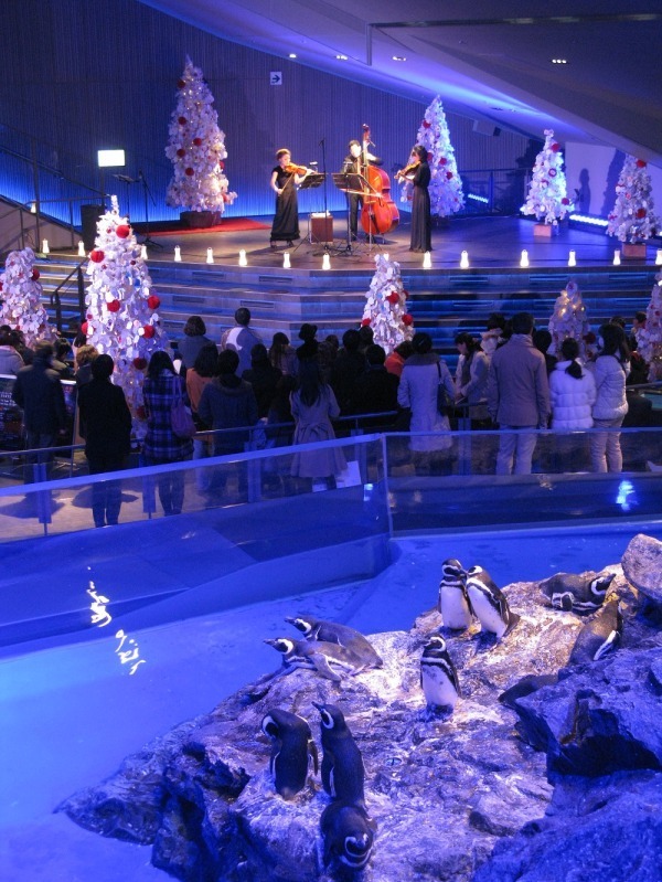 すみだ水族館「ペンギンと過ごすクリスマス」特別仕様のペンギンショー、新日本フィル×ペンギンの演奏会も｜写真1