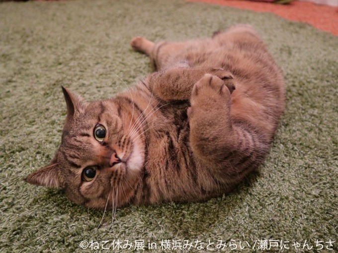 「ねこ休み展 in 横浜みなとみらい」クリスマスやお正月がテーマの新作写真展示＆グッズ販売｜写真11