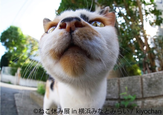 「ねこ休み展 in 横浜みなとみらい」クリスマスやお正月がテーマの新作写真展示＆グッズ販売｜写真17