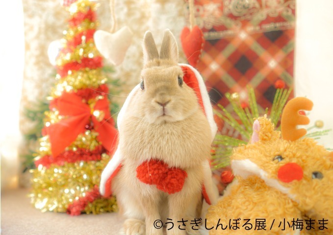 合同写真＆物販展「うさぎしんぼる展 in カレッタ汐留」過去最大250点以上、クリスマス仕様の新作も｜写真1