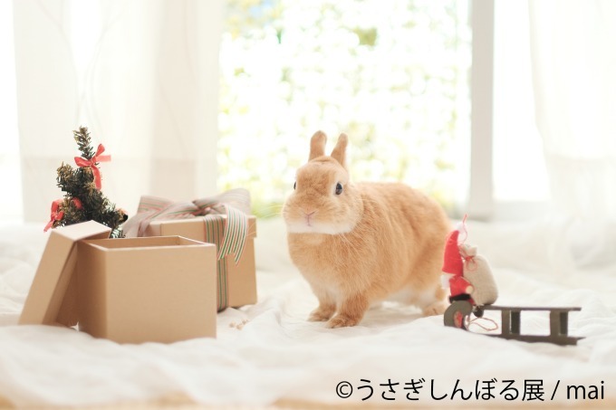 合同写真＆物販展「うさぎしんぼる展 in カレッタ汐留」過去最大250点以上、クリスマス仕様の新作も｜写真2