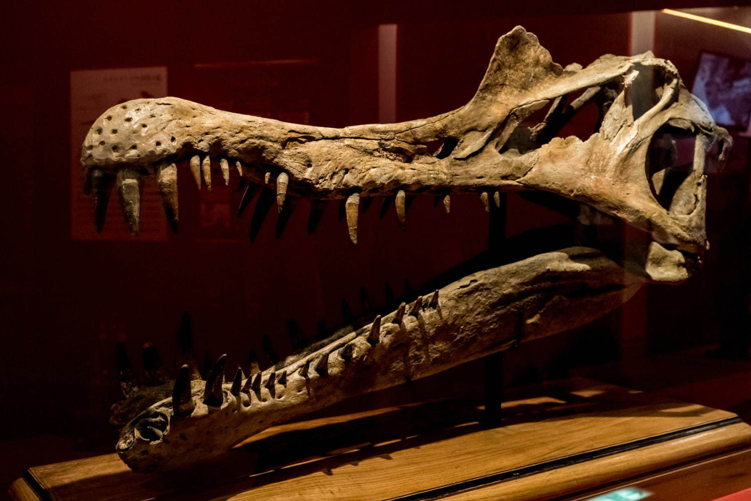 国立科学博物館「恐竜博2019」 “謎の恐竜”デイノケイルス全貌初