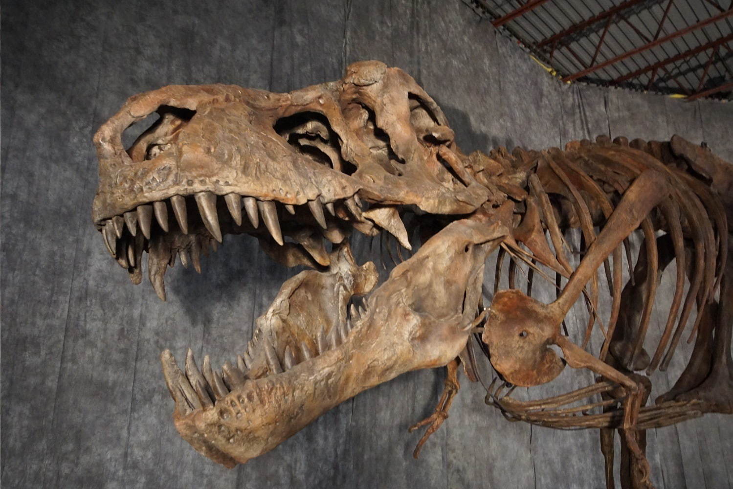 国立科学博物館「恐竜博2019」 “謎の恐竜”デイノケイルス全貌初公開 