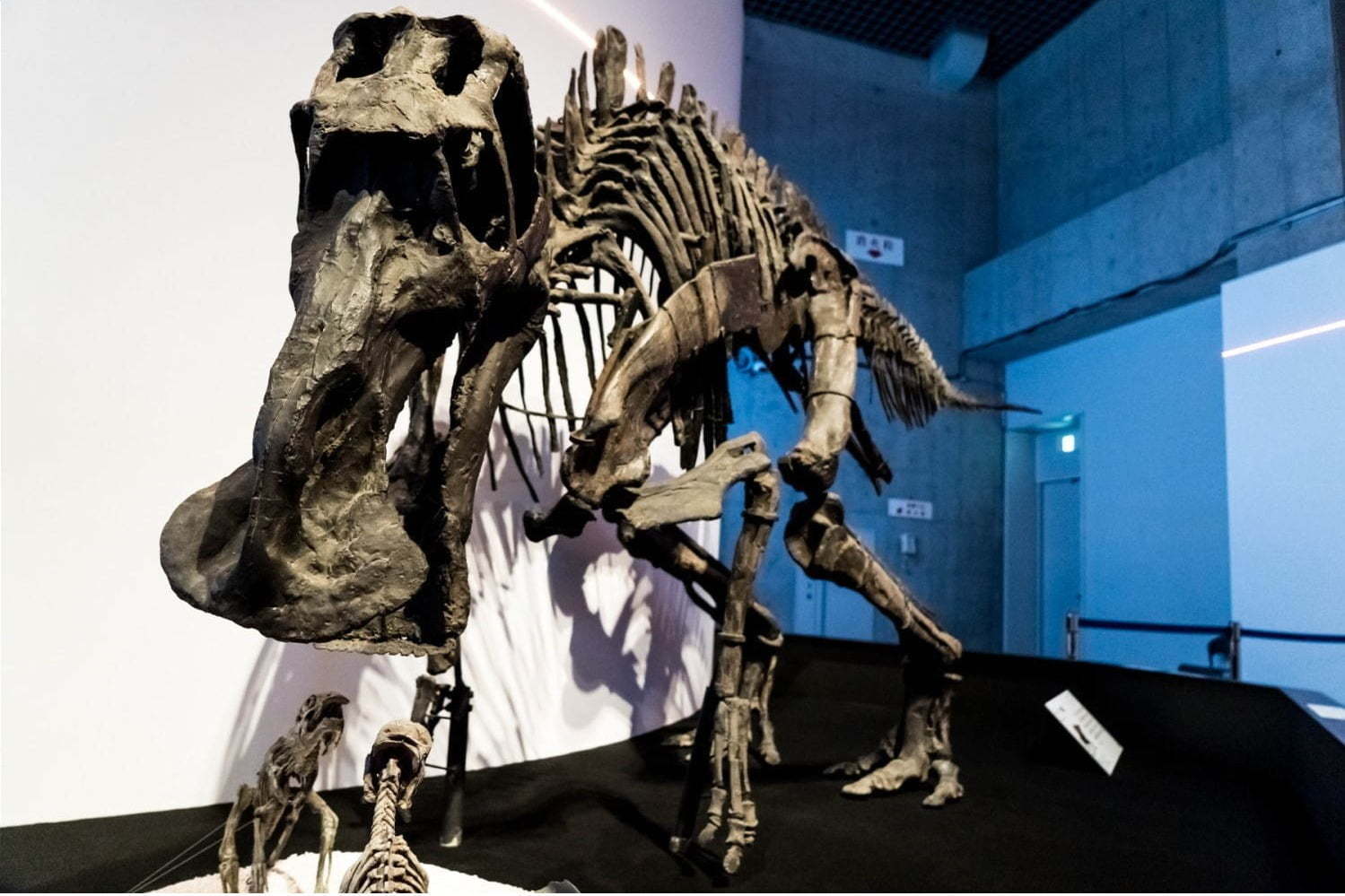 国立科学博物館 恐竜博19 謎の恐竜 デイノケイルス全貌初公開 最新の恐竜生物学も ファッションプレス