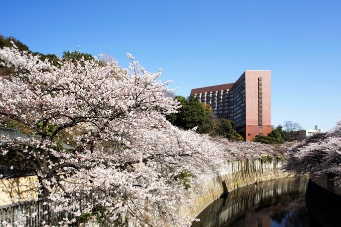 ホテル椿山荘東京「桜アフタヌーンティー」桜あんパンナコッタやよもぎスコーンで“インドア花見”｜写真11