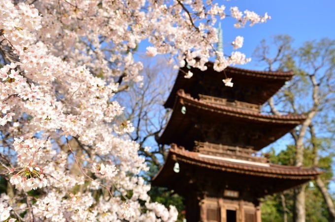 ホテル椿山荘東京「桜アフタヌーンティー」桜あんパンナコッタやよもぎスコーンで“インドア花見”｜写真8