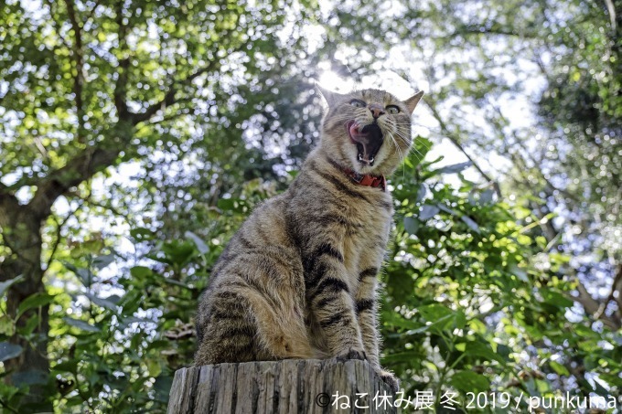 「ねこ休み展」冬の本祭、猫クリエイターの合同写真展＆物販展が東京・浅草橋で開催｜写真8