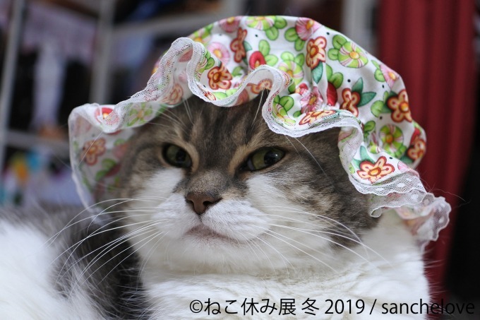 「ねこ休み展」冬の本祭、猫クリエイターの合同写真展＆物販展が東京・浅草橋で開催｜写真14