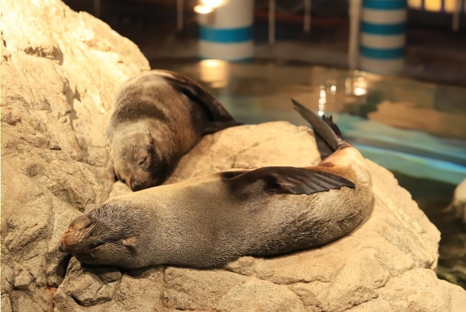 京都水族館「冬の夜のすいぞくかん」活発に動くオオサンショウウオ＆すやすや眠るペンギンなど観察｜写真2