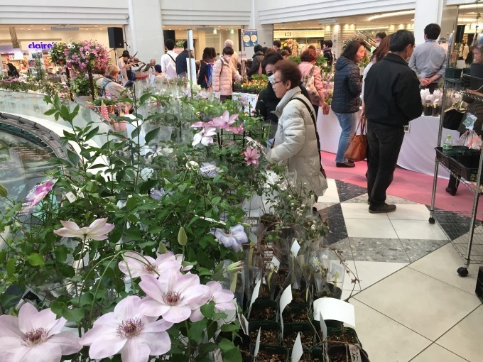 「春の花々とクレマチス展」池袋・サンシャインシティで、珍しい品種など約100種のクレマチスが集結｜写真6