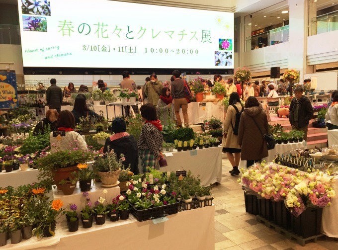 「春の花々とクレマチス展」池袋・サンシャインシティで、珍しい品種など約100種のクレマチスが集結｜写真7