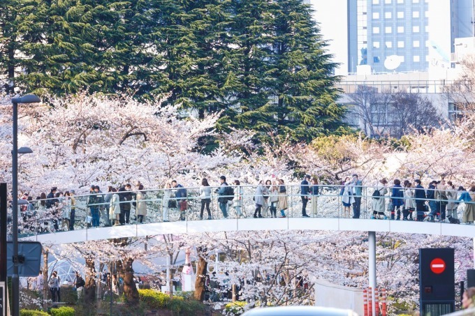 東京ミッドタウンの花見イベント「ミッドタウン・ブロッサム」お酒と桜を楽しめる屋外ラウンジも｜写真3