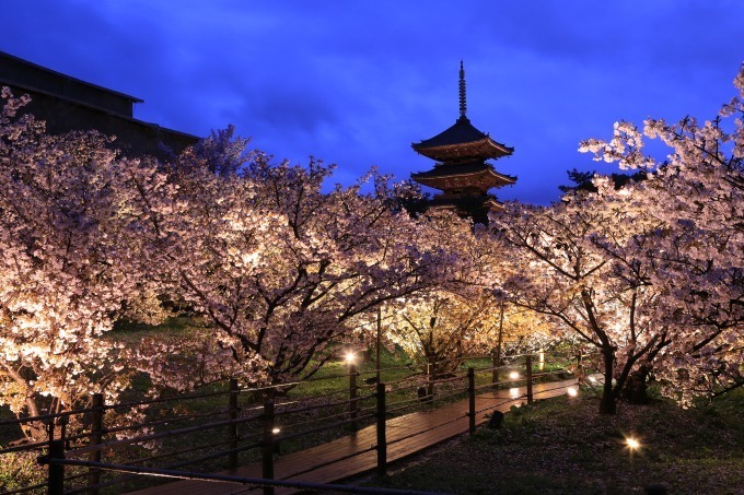 京都で花見 東寺や平安神宮など桜名所を特集 夜桜を楽しめる夜間拝観情報も ファッションプレス