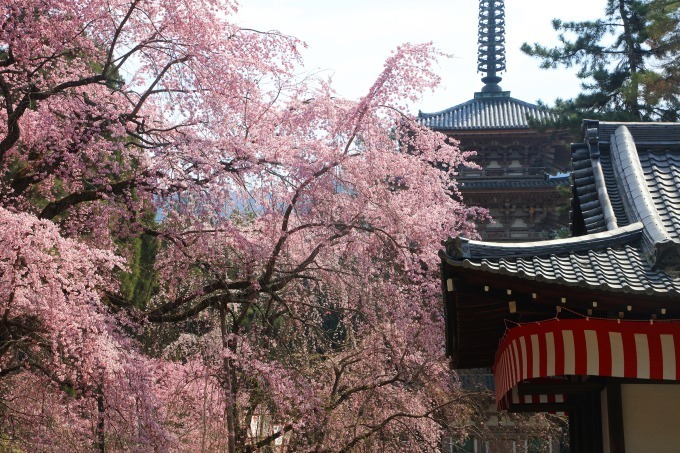 京都で花見 東寺や平安神宮など桜名所を特集 夜桜を楽しめる夜間拝観情報も ファッションプレス