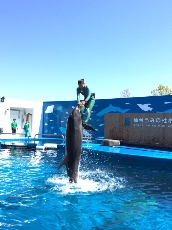 仙台うみの杜水族館「スタジアムライヴ ザ グルーヴ」イルカ＆アシカ＆鳥たちが見せる新パフォーマンス｜写真2