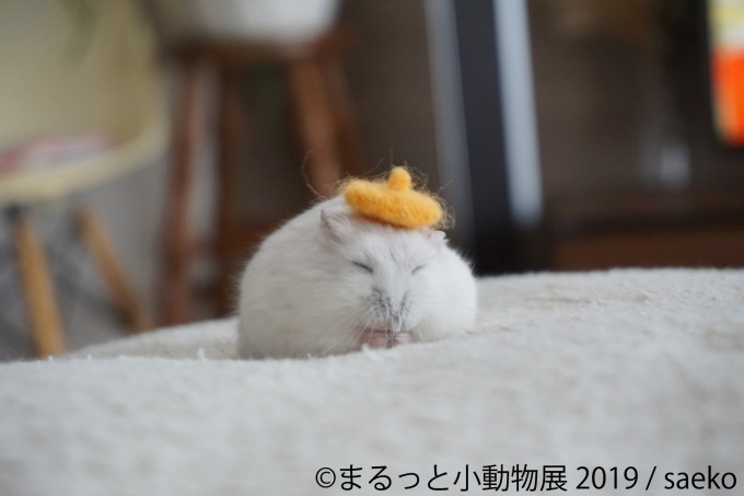 「まるっと小動物展」春の巡回展が静岡・広島・名古屋で - 約250点の作品展示、チンチラが新登場｜写真7