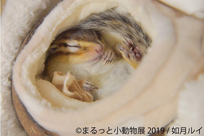 「まるっと小動物展」春の巡回展が静岡・広島・名古屋で - 約250点の作品展示、チンチラが新登場｜写真13