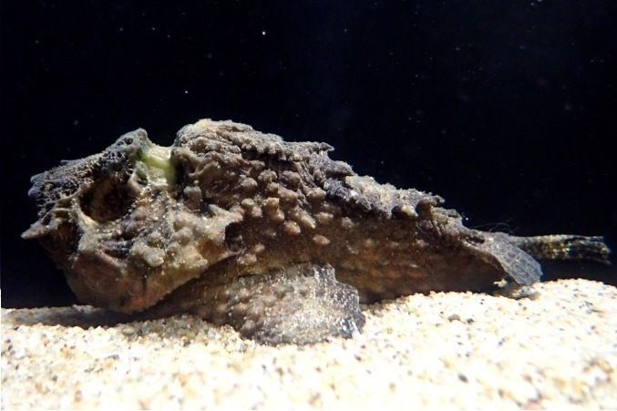 しながわ水族館 Shinagawa Aquarium 大井町 名所 有名スポット ファッションプレス