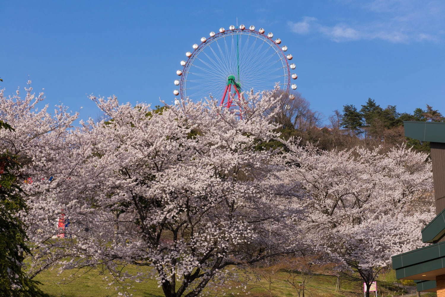 関東最大級2,500本の桜に包まれるお花見イベント「さがみ湖桜まつり」夜桜×光の競演も｜写真9