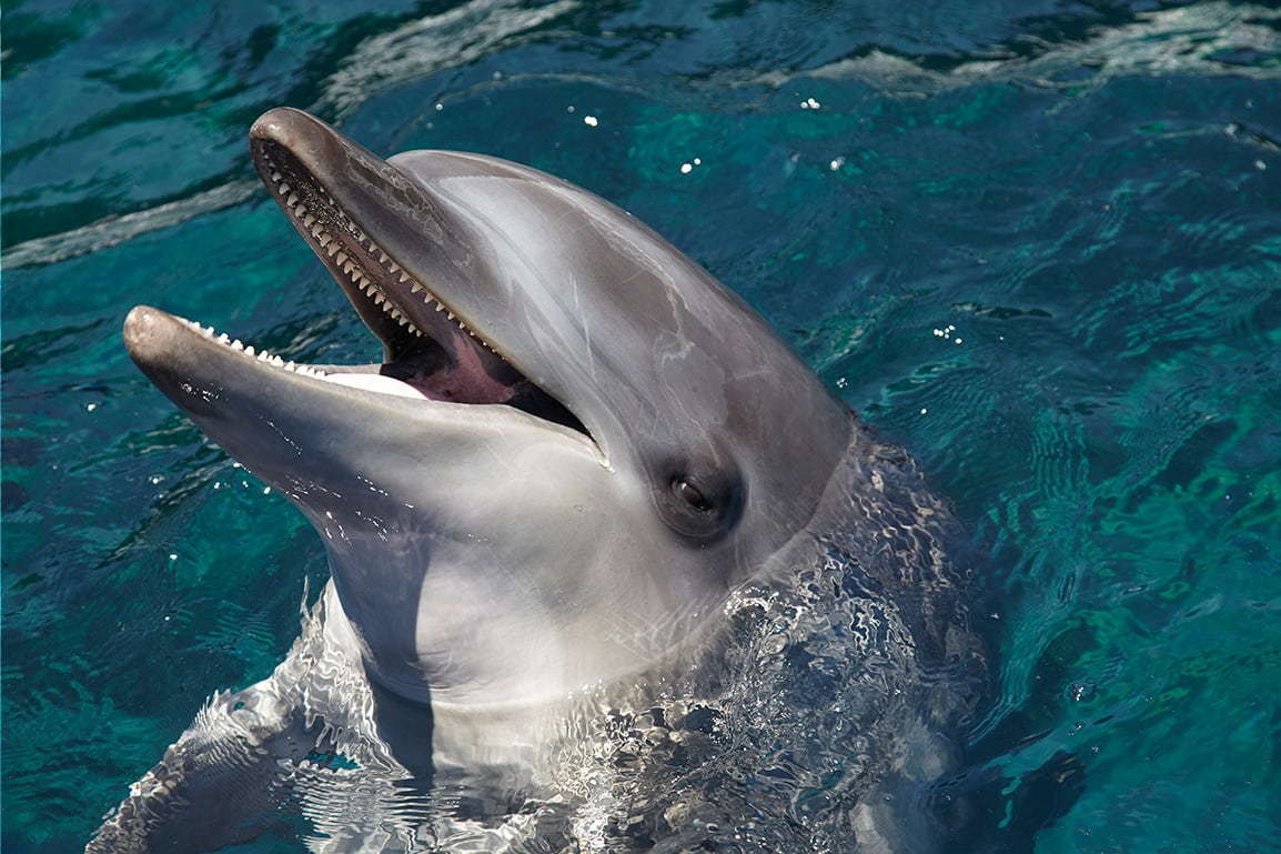 京都水族館のイルカパフォーマンス「ラ・ラ・フィン サーカス」4部作の最終章、エイベックスが制作｜写真7