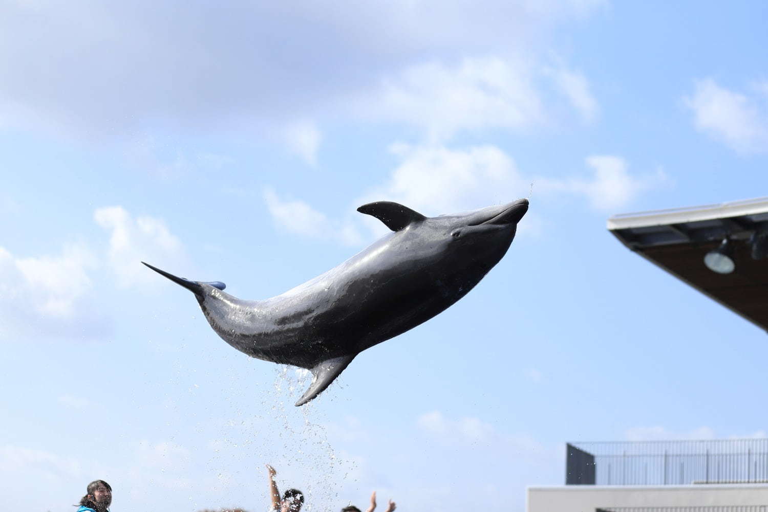 京都水族館のイルカパフォーマンス「ラ・ラ・フィン サーカス」4部作の最終章、エイベックスが制作｜写真4