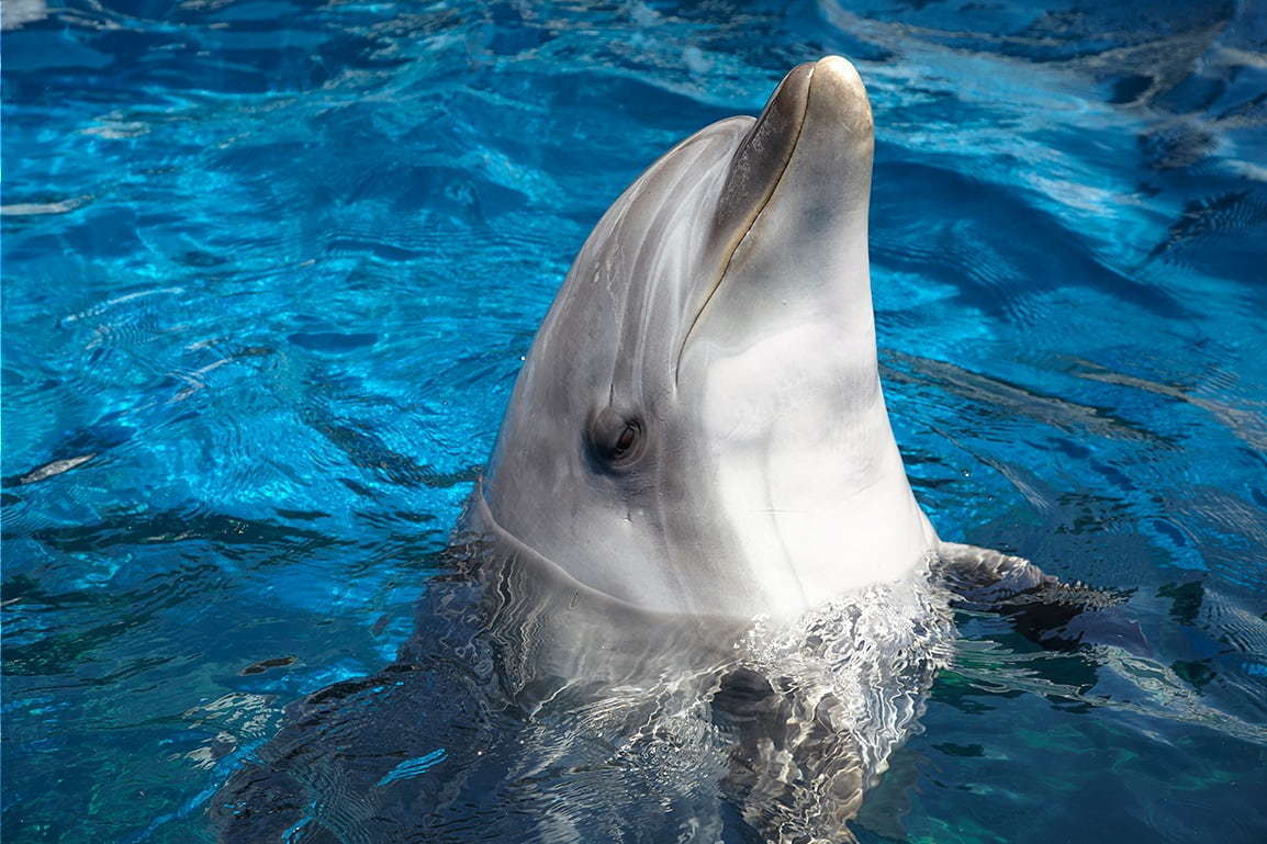 京都水族館のイルカパフォーマンス「ラ・ラ・フィン サーカス」4部作の最終章、エイベックスが制作｜写真9