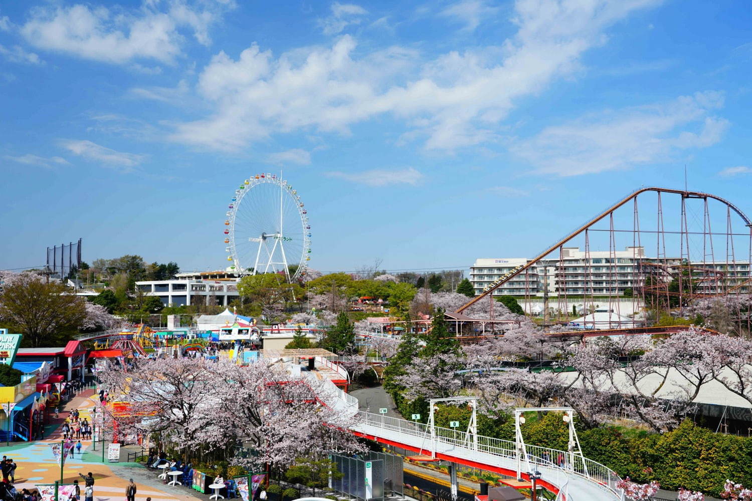 よみうりランド「夜桜ジュエルミネーション」桜並木に宝石色イルミネーション、ジェットコースター花見も｜写真7