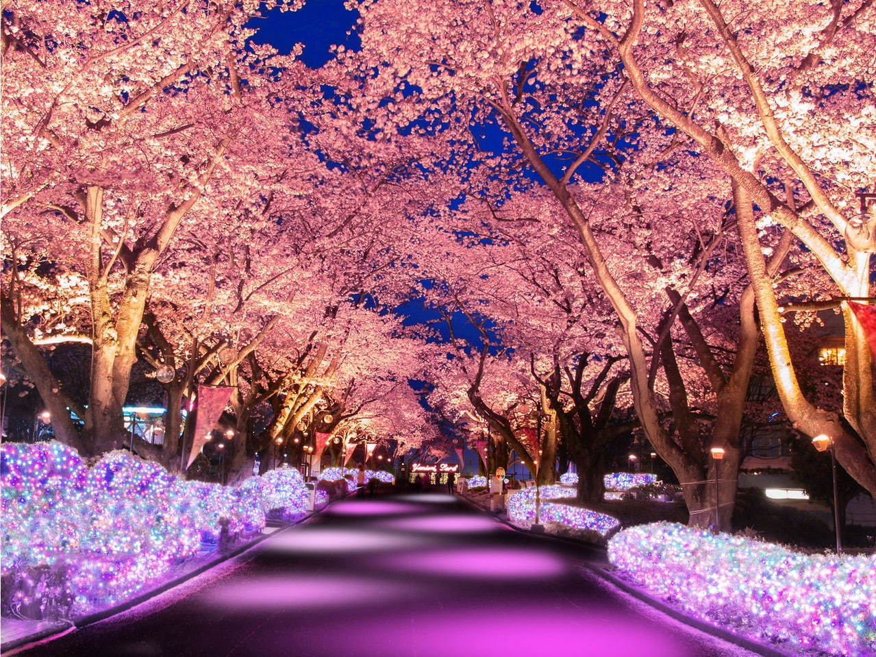 よみうりランド 夜桜ジュエルミネーション 桜並木に宝石色イルミネーション ジェットコースター花見も ファッションプレス