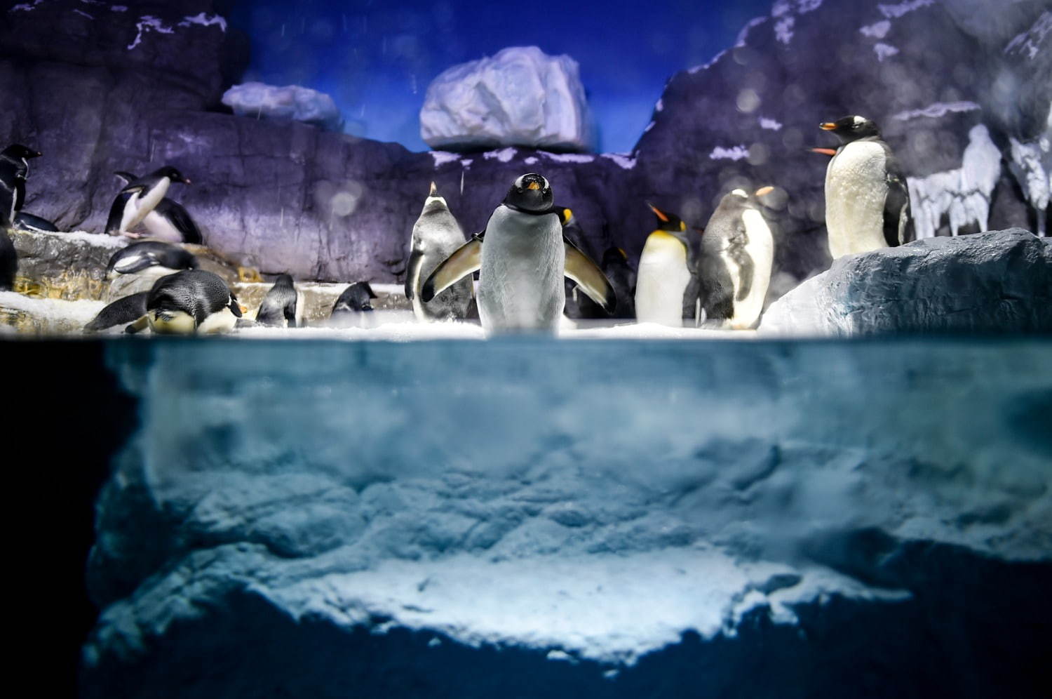 海遊館の新 南極大陸 水槽 氷の大陸 青い海氷で水陸で暮らす ペンギン にフォーカス ファッションプレス
