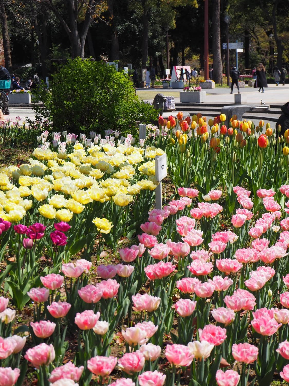 ガーデンネックレス横浜 19 開催 山下公園や里山公園にチューリップ 桜が咲き誇る ファッションプレス