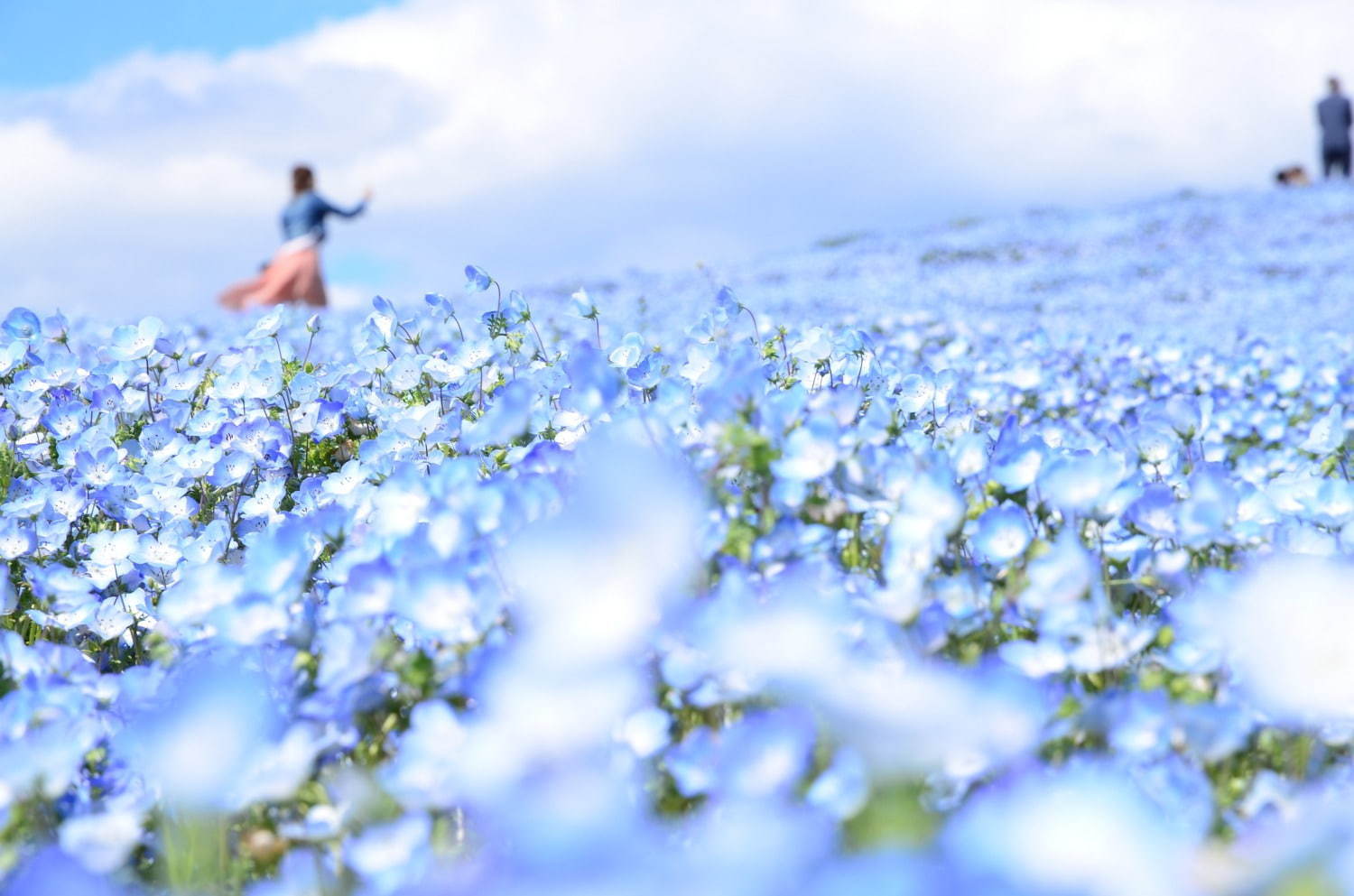 茨城 国営ひたち海浜公園 春の絶景 ネモフィラ 約530万本の 青い絨毯 が一面に ファッションプレス