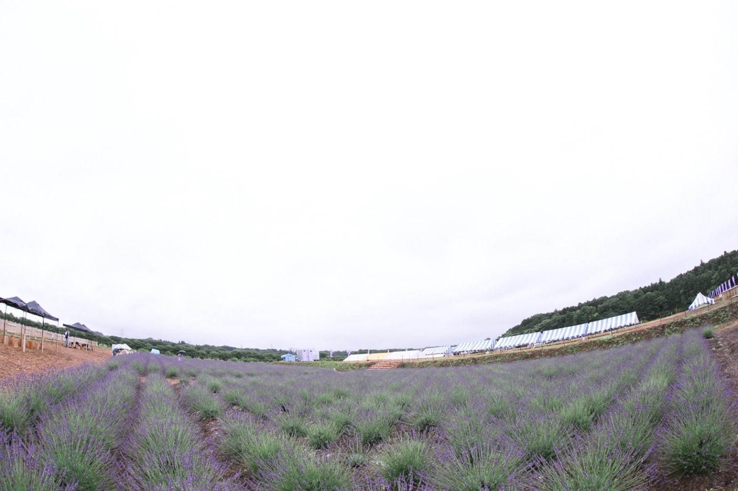 写真6 15 日本最大級のラベンダー園 千年の苑 ラベンダー園 埼玉 嵐山町にオープン 約5万株が一面に ファッションプレス