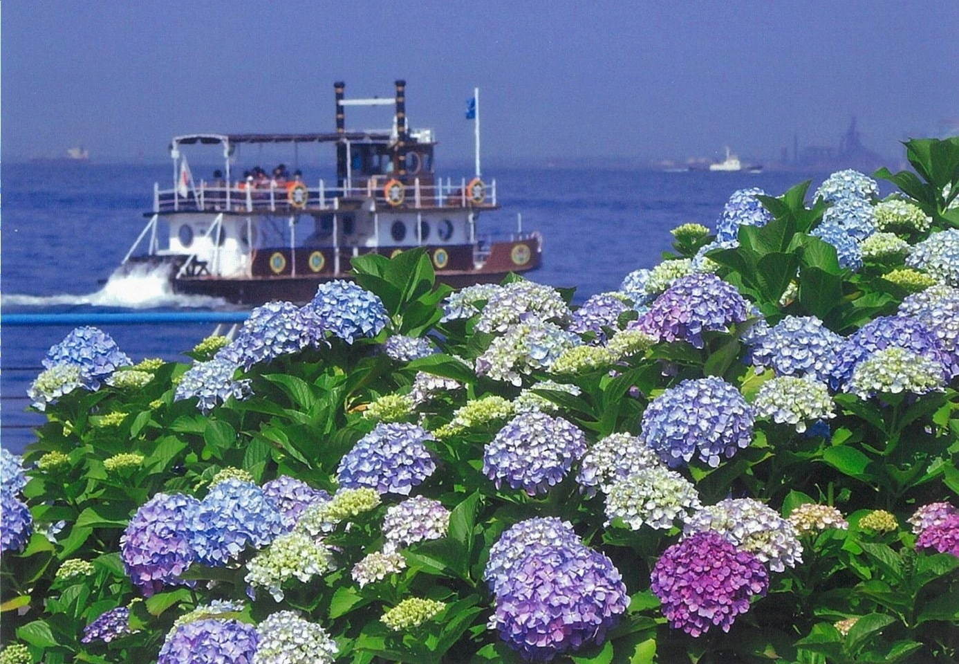 横浜 八景島シーパラダイスの あじさい祭 色とりどり2万株が咲き誇る 夜間ライトアップも ファッションプレス