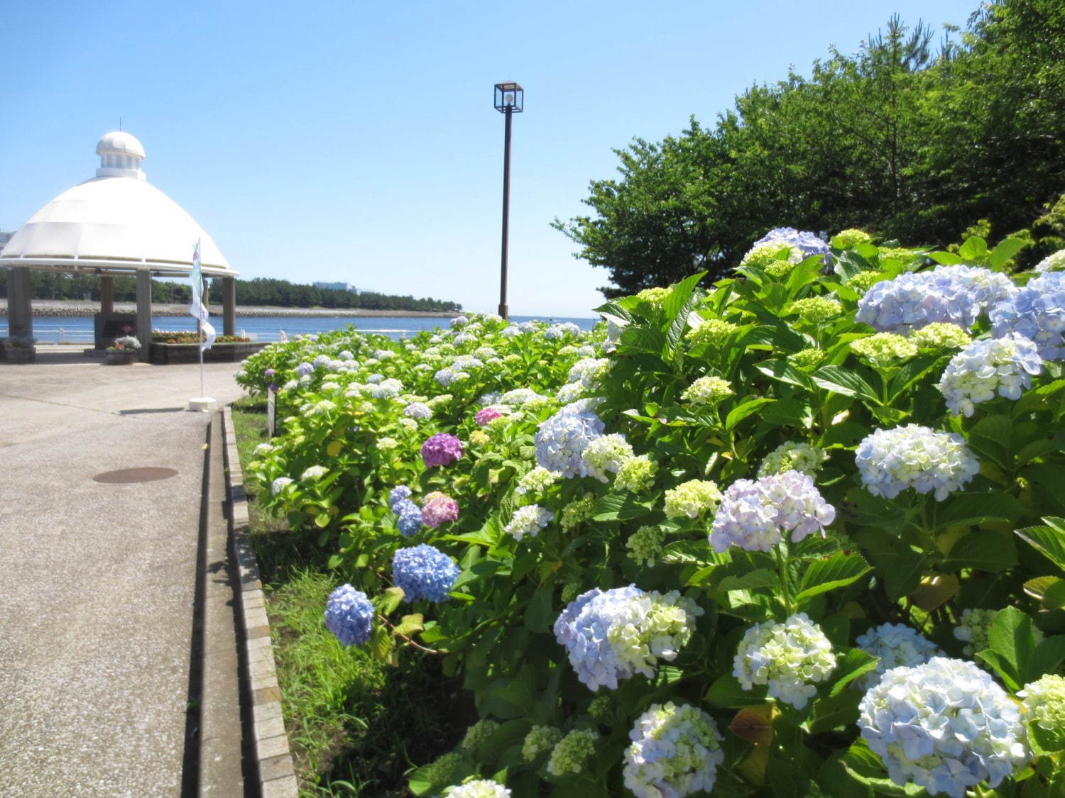 横浜・八景島シーパラダイスの「あじさい祭」色とりどり2万株が咲き誇る - 夜間ライトアップも｜写真4